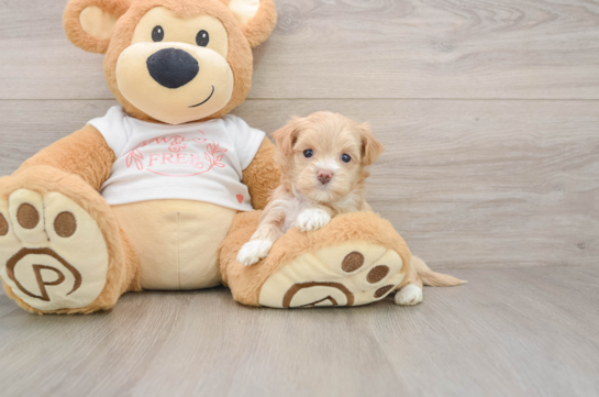 Maltipoo Puppy for Adoption