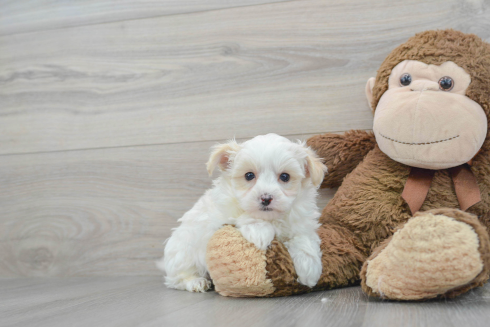 Smart Maltipoo Poodle Mix Pup