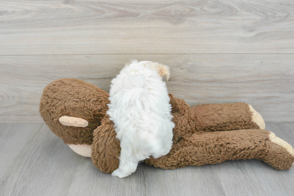 Energetic Maltepoo Poodle Mix Puppy
