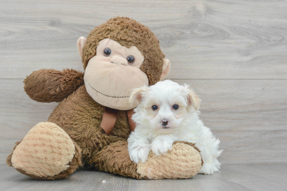 Maltipoo Puppy for Adoption