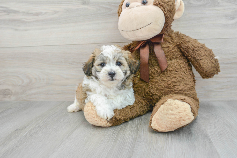 Best Maltipoo Baby