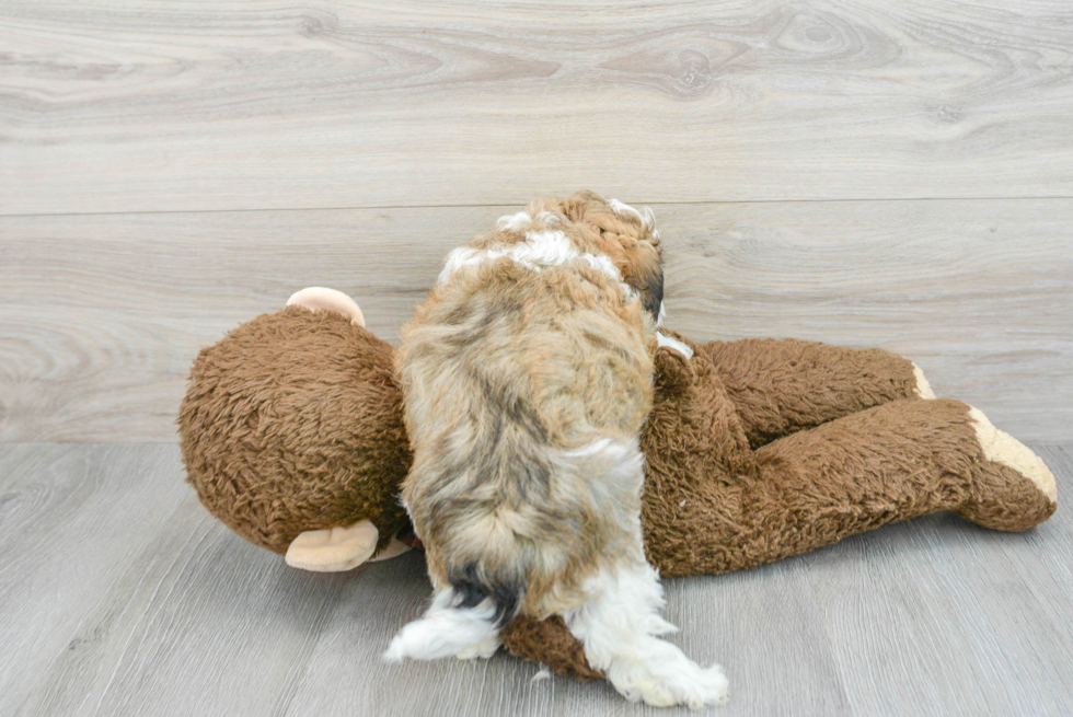 Friendly Maltipoo Baby