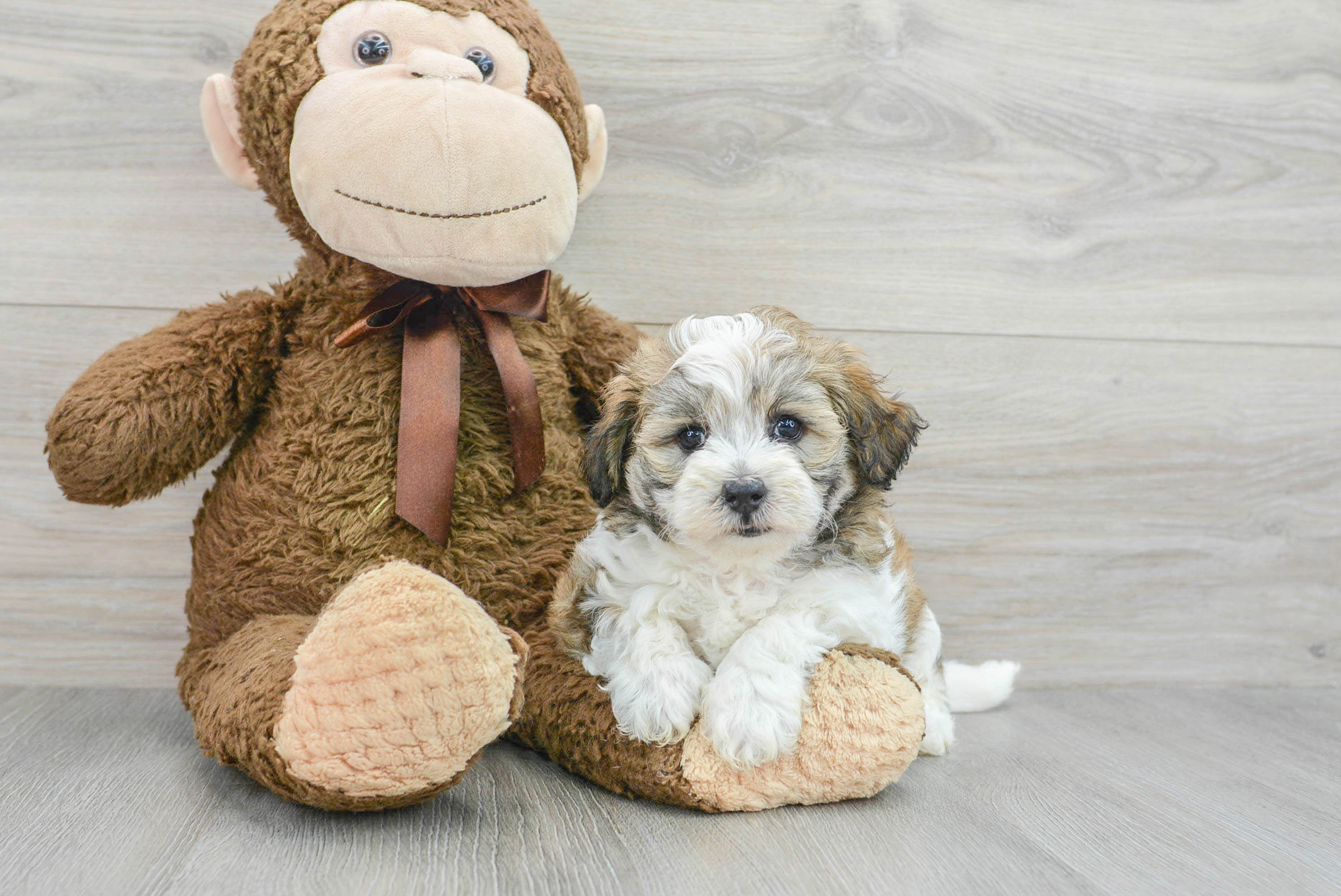 Playful Maltese Poodle Poodle Mix Puppy
