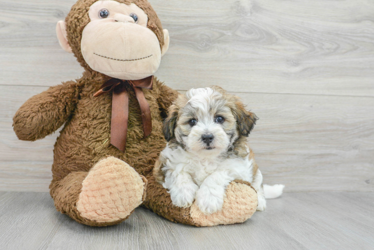 Playful Maltese Poodle Poodle Mix Puppy