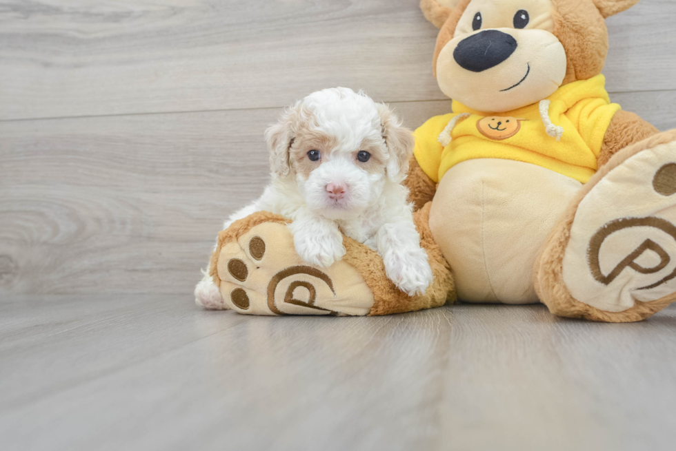 Little Maltese Poodle Poodle Mix Puppy