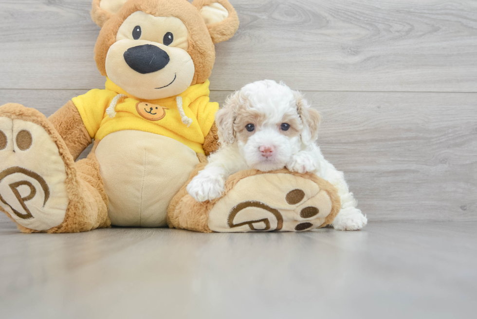 Energetic Maltepoo Poodle Mix Puppy