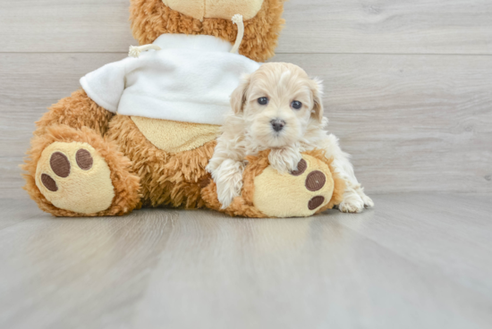 Maltipoo Puppy for Adoption