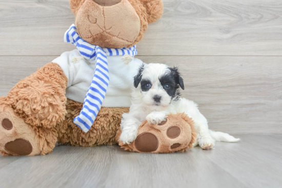 Best Maltipoo Baby