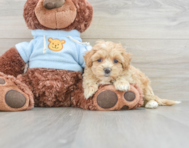 8 week old Maltipoo Puppy For Sale - Premier Pups