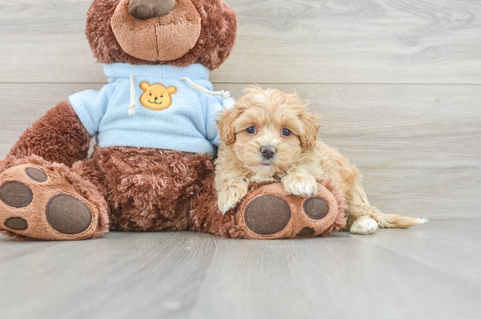 7 week old Maltipoo Puppy For Sale - Premier Pups