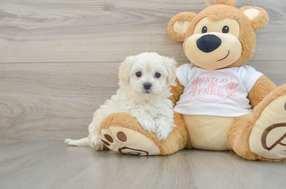 6 week old Maltipoo Puppy For Sale - Premier Pups