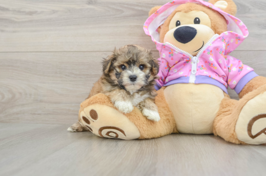 Sweet Maltipoo Baby