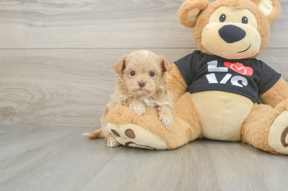 6 week old Maltipoo Puppy For Sale - Premier Pups