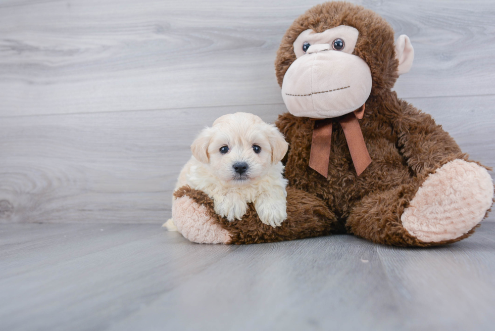 Maltipoo Pup Being Cute