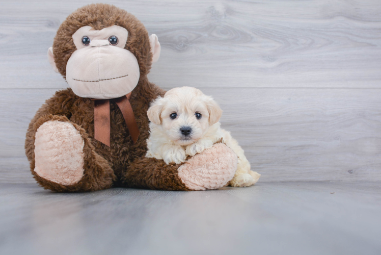 Maltipoo Puppy for Adoption