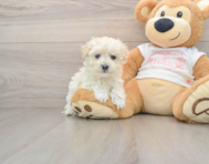 8 week old Maltipoo Puppy For Sale - Premier Pups