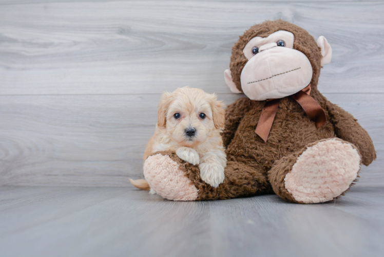 Small Maltipoo Baby