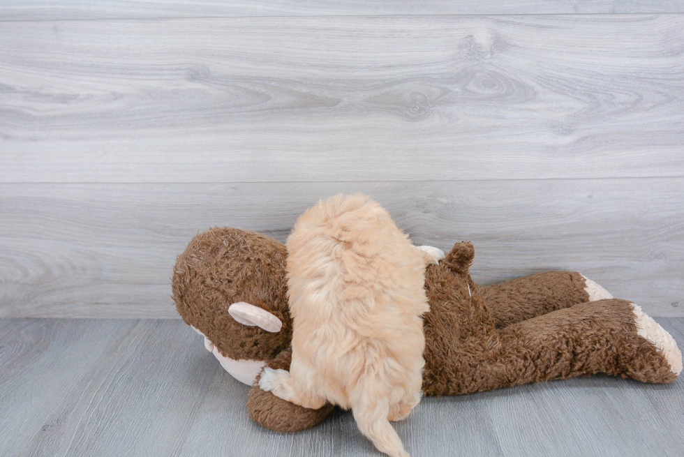 Maltipoo Puppy for Adoption