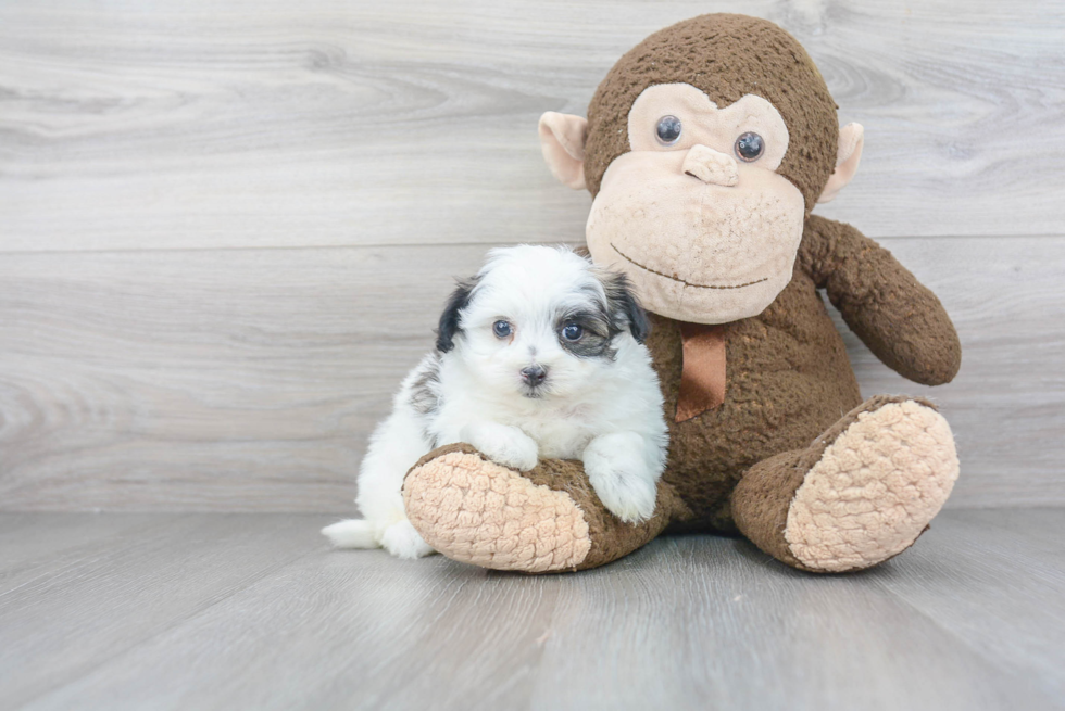 Playful Maltepoo Poodle Mix Puppy