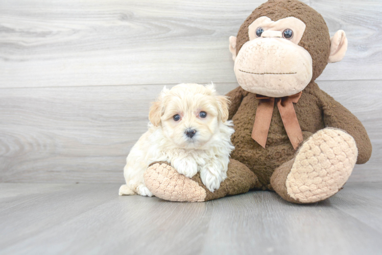 Energetic Maltese Poodle Poodle Mix Puppy