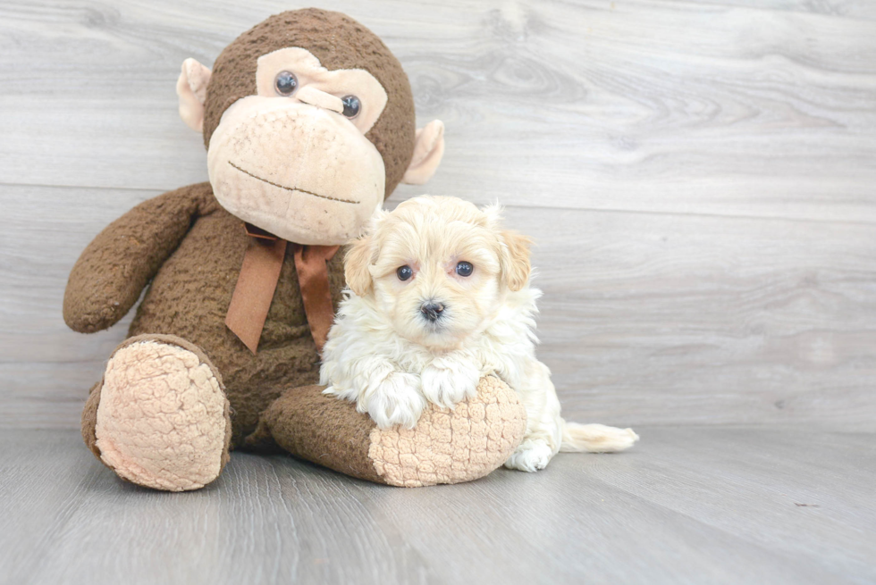 Sweet Maltipoo Baby