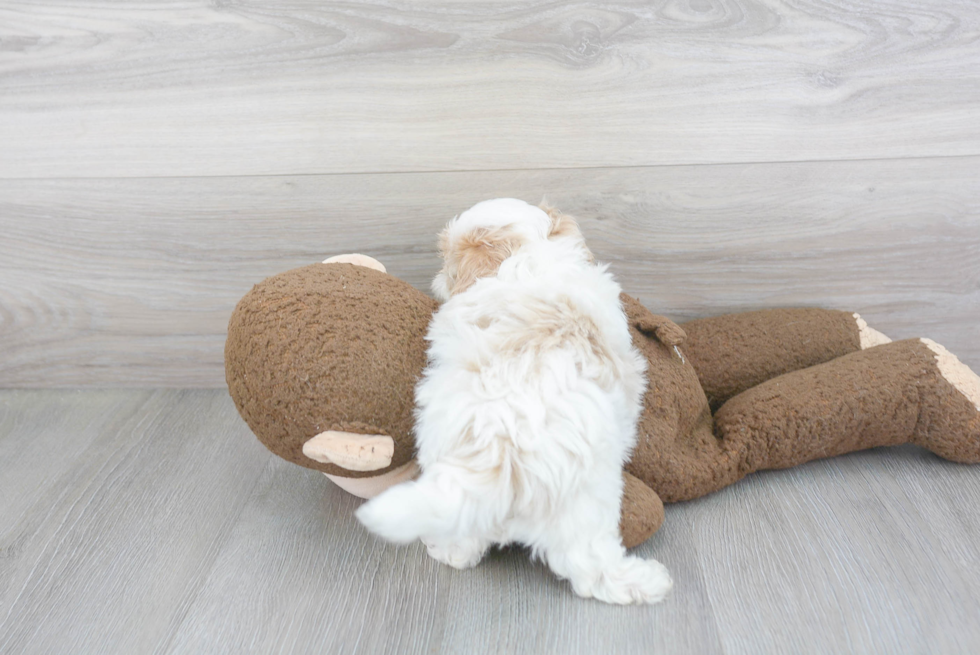 Sweet Maltipoo Baby