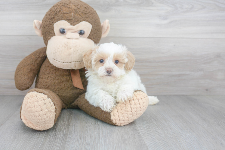 Playful Maltese Poodle Poodle Mix Puppy