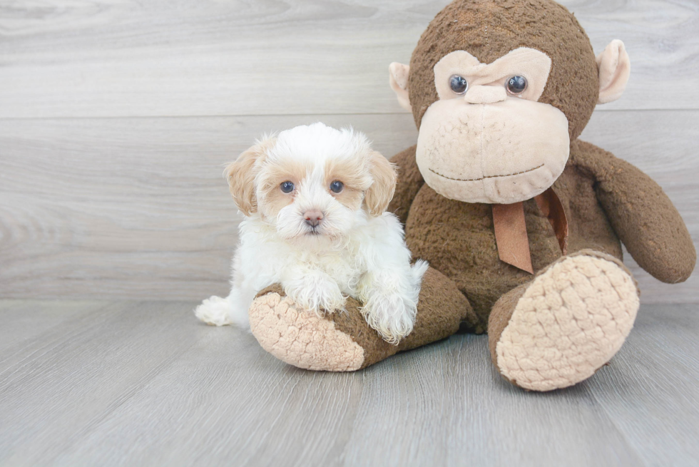 Small Maltipoo Baby