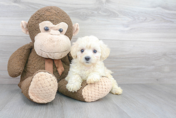 Best Maltipoo Baby