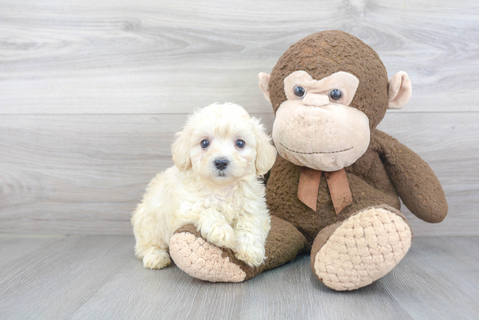 Maltipoo Puppy for Adoption