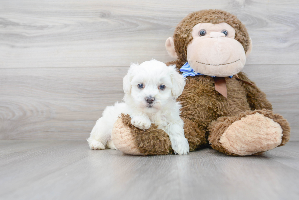 Happy Maltipoo Baby