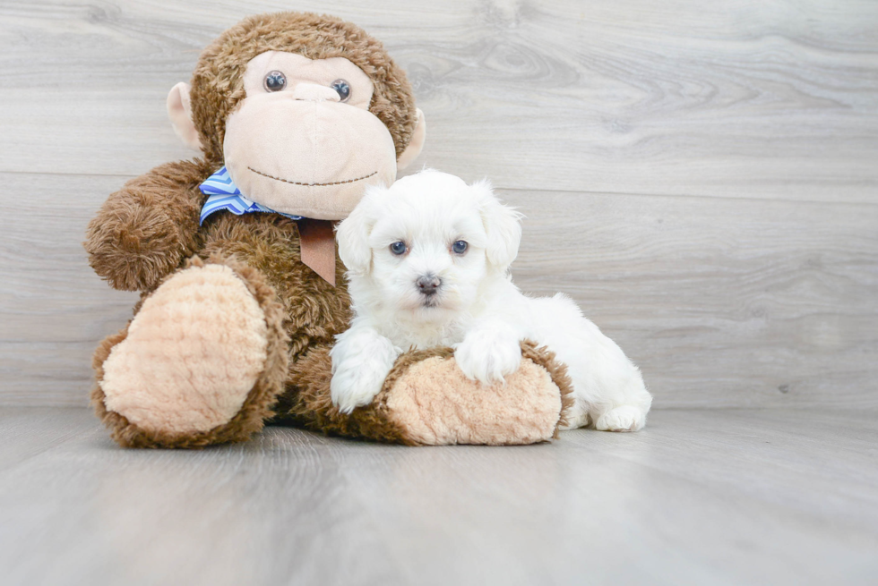 Funny Maltipoo Poodle Mix Pup