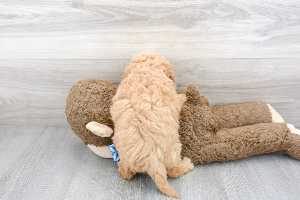 Smart Maltipoo Poodle Mix Pup