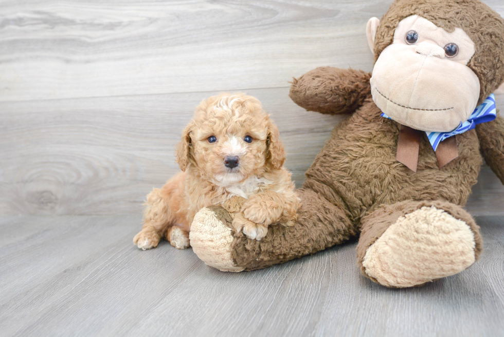 Small Maltipoo Baby