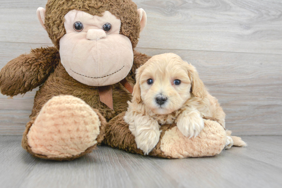 Maltipoo Pup Being Cute