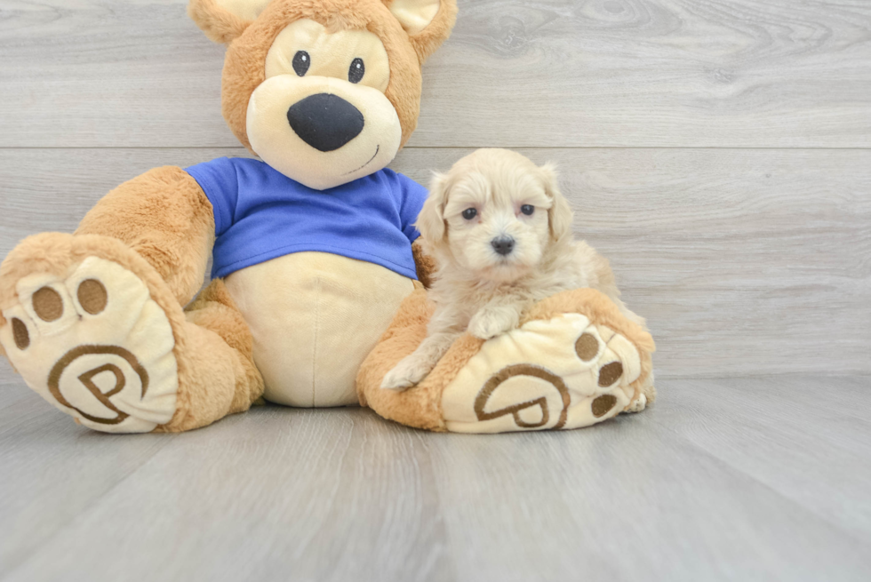 Playful Maltepoo Poodle Mix Puppy