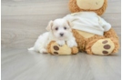 Playful Maltepoo Poodle Mix Puppy