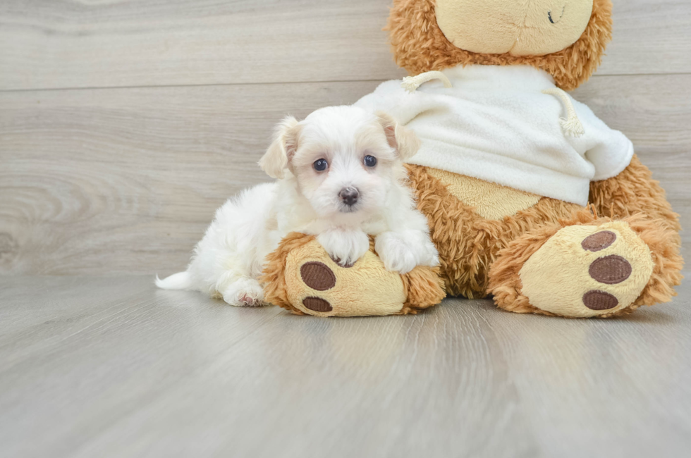 6 week old Maltipoo Puppy For Sale - Premier Pups