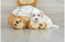 Petite Maltipoo Poodle Mix Pup