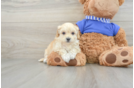 Petite Maltipoo Poodle Mix Pup