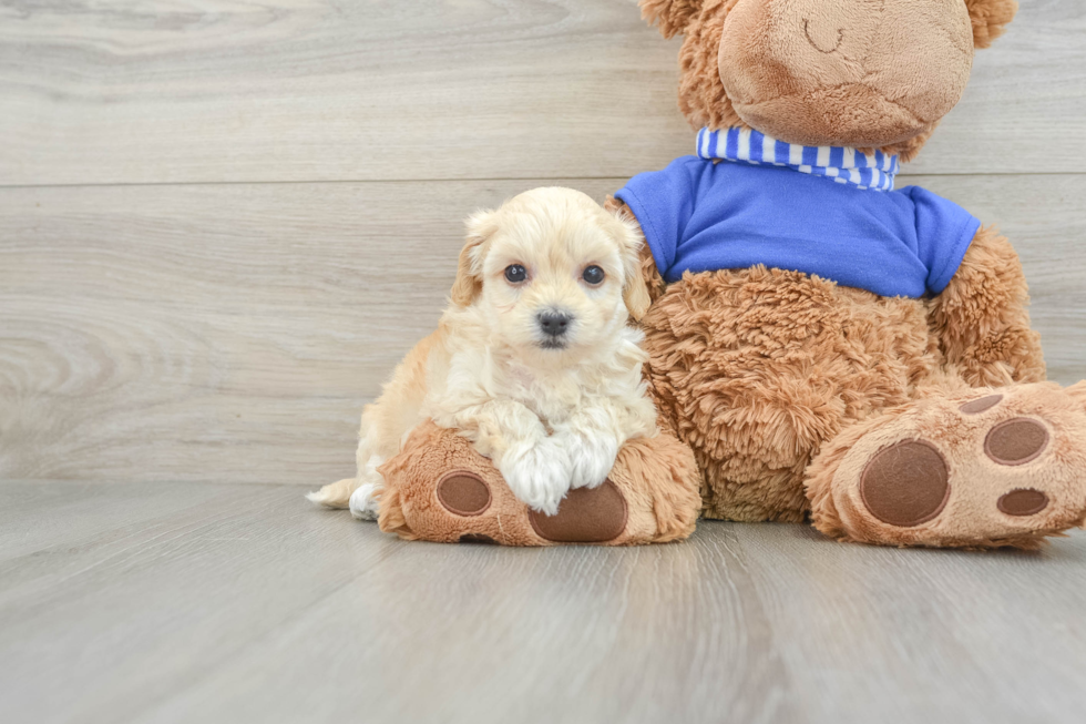 Petite Maltipoo Poodle Mix Pup