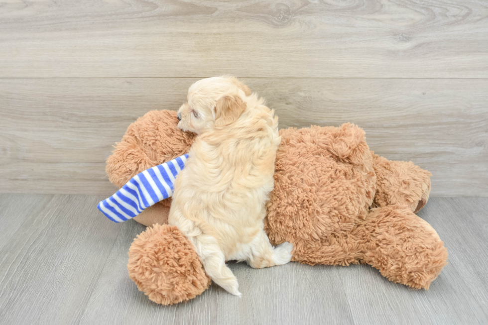 Popular Maltipoo Poodle Mix Pup