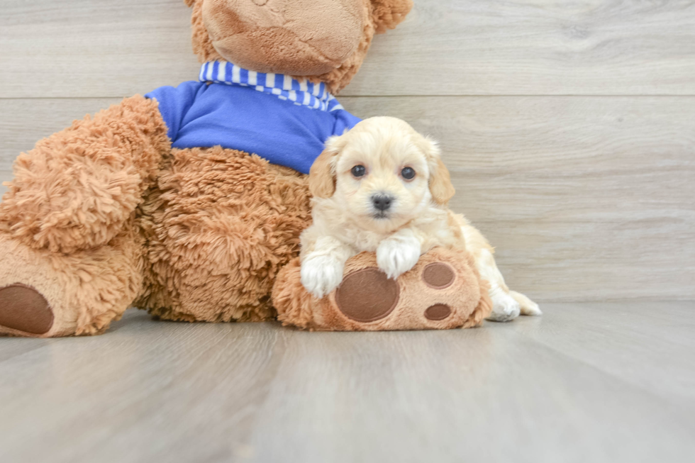 Friendly Maltipoo Baby