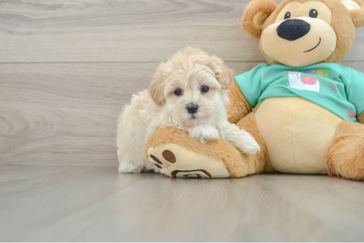 Playful Multipoo Poodle Mix Puppy