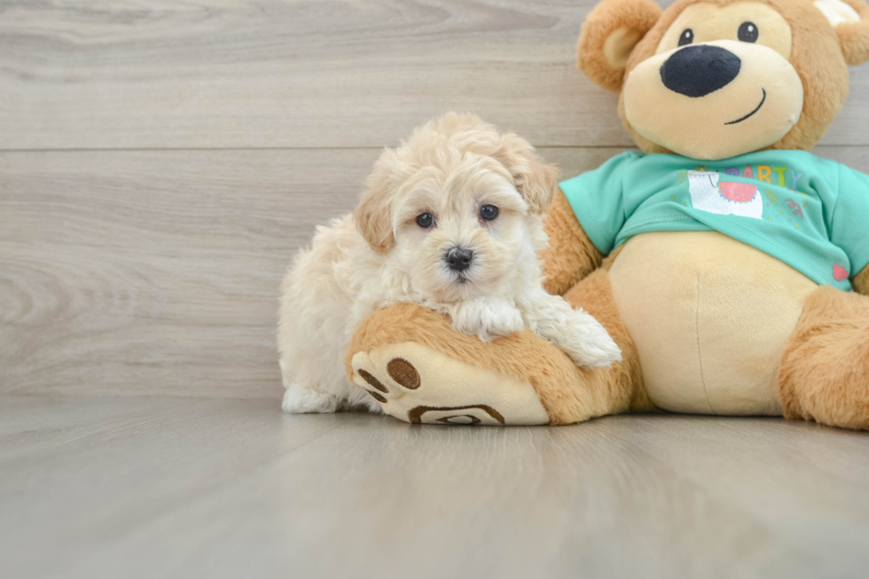Playful Multipoo Poodle Mix Puppy
