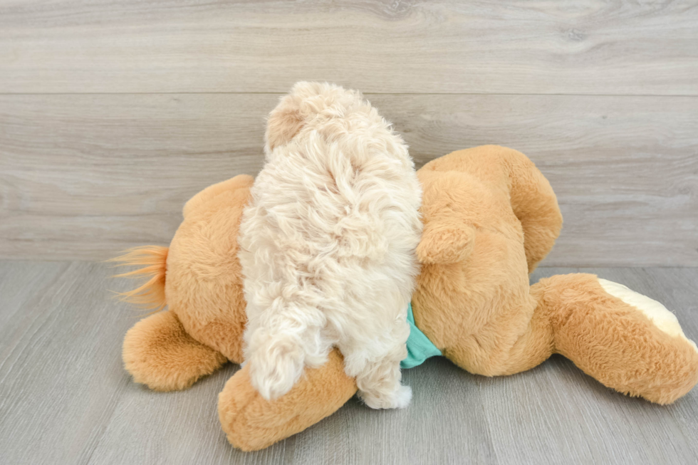 Petite Maltipoo Poodle Mix Pup
