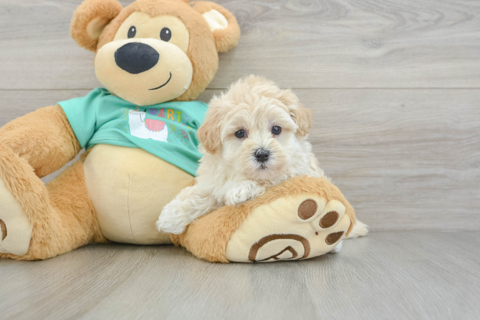 Happy Maltipoo Baby