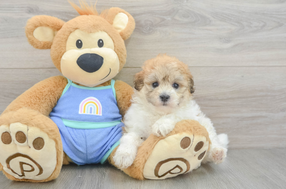 6 week old Maltipoo Puppy For Sale - Premier Pups