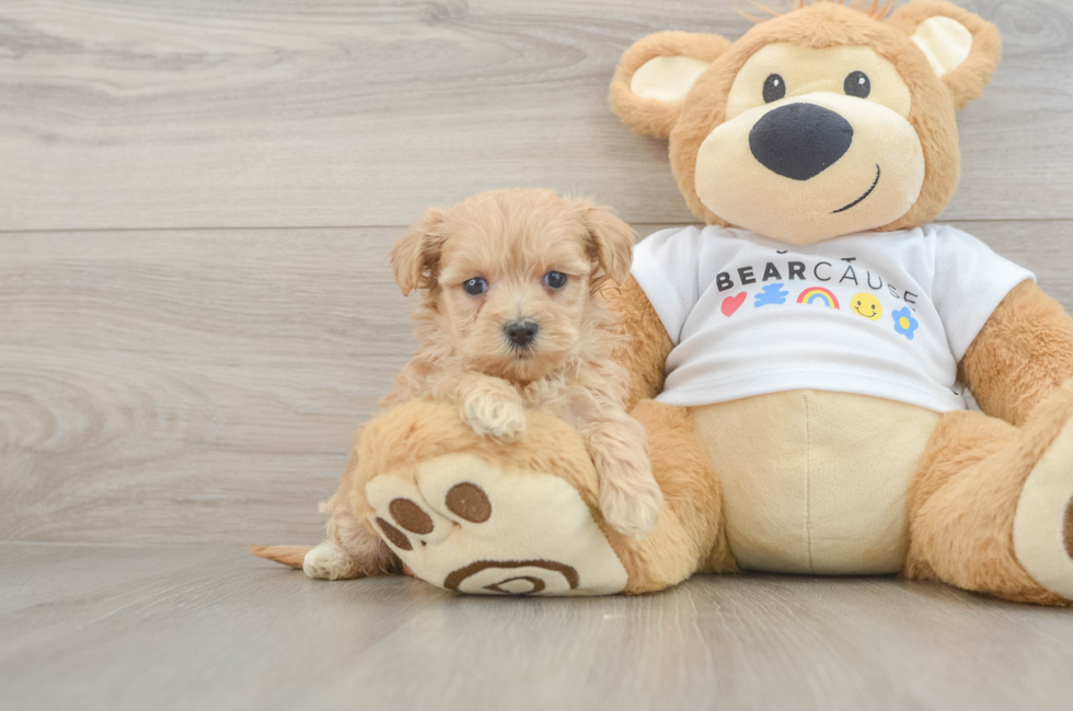6 week old Maltipoo Puppy For Sale - Premier Pups