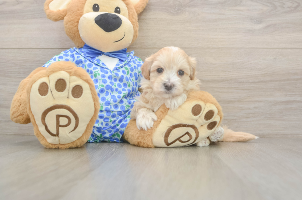 5 week old Maltipoo Puppy For Sale - Premier Pups